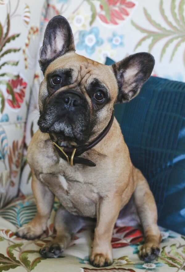 Cute French Bulldog sitting on floral couch