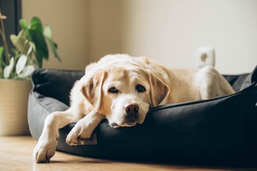 Labrador resting in cozy dog bed indoors.